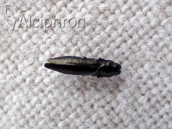 Cylindromorphus filum