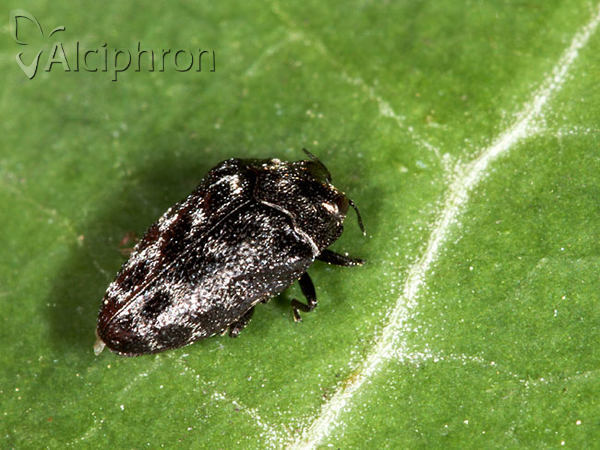 Trachys minutus