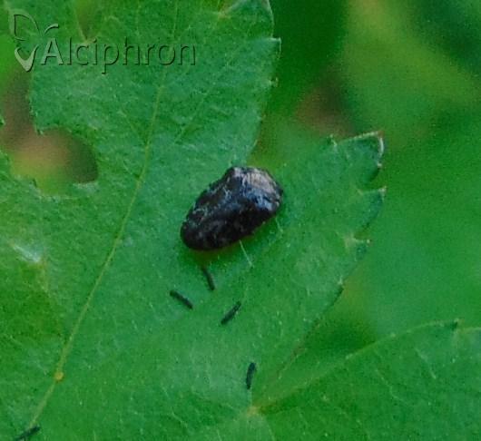 Trachys minutus
