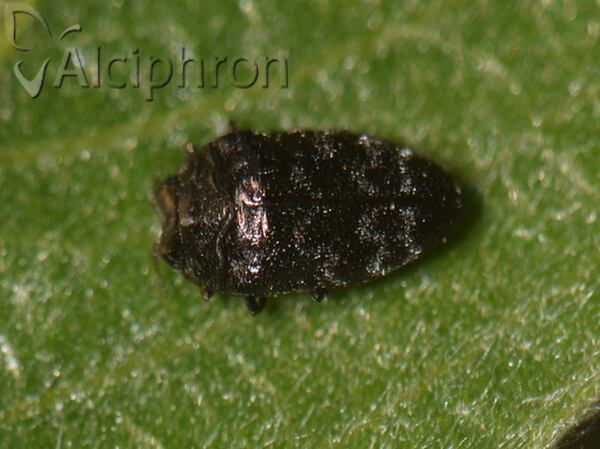 Trachys minutus