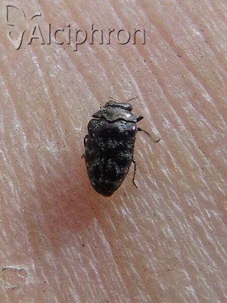 Trachys minutus