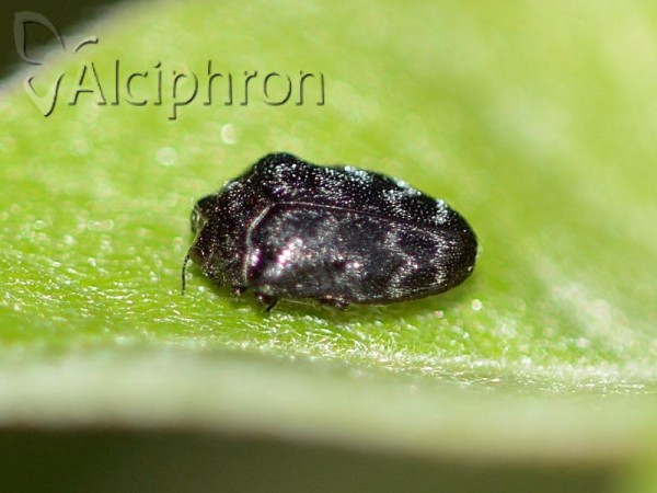 Trachys minutus