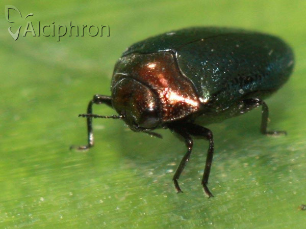 Trachys troglodytiformis