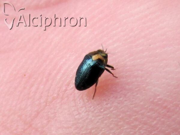 Trachys troglodytiformis