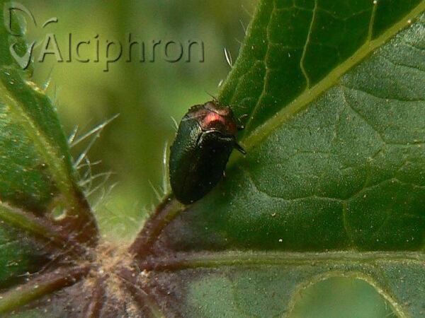 Trachys troglodytiformis