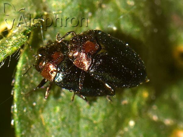 Trachys troglodytiformis