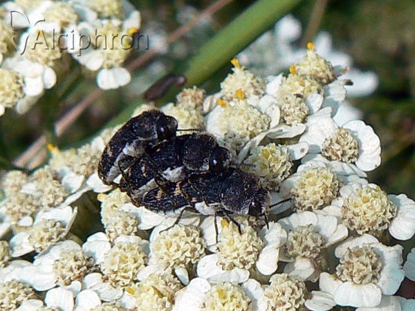 Acmaeoderella flavofasciata