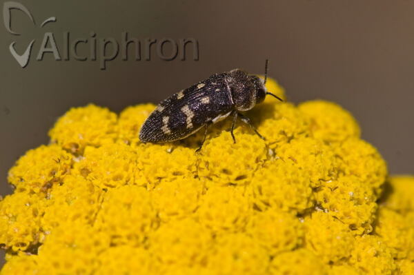 Acmaeoderella flavofasciata
