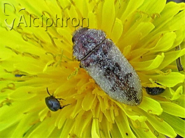 Acmaeodera pilosellae