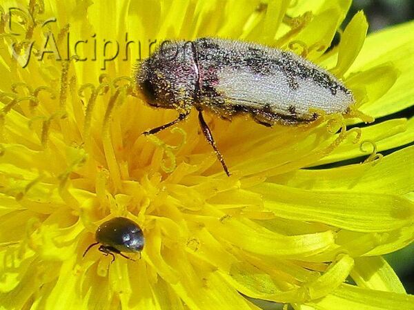 Acmaeodera pilosellae