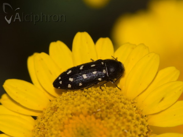 Acmaeodera degener