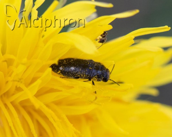 Acmaeodera bipunctata
