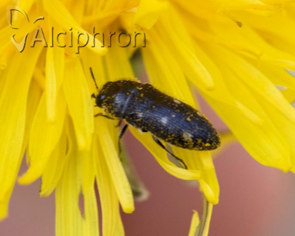 Acmaeodera bipunctata