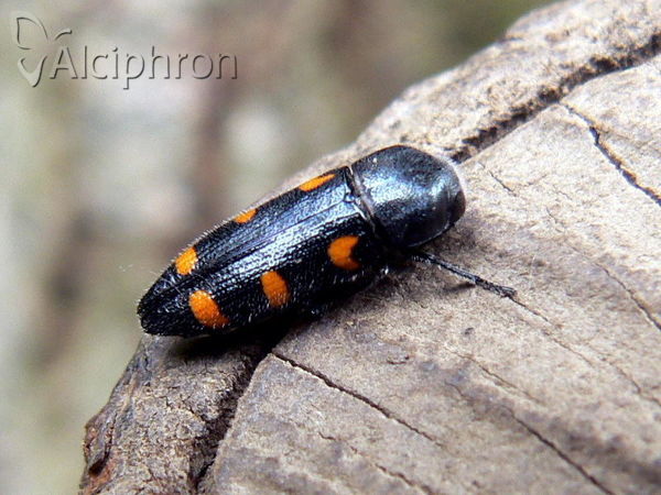 Ptosima undecimmaculata