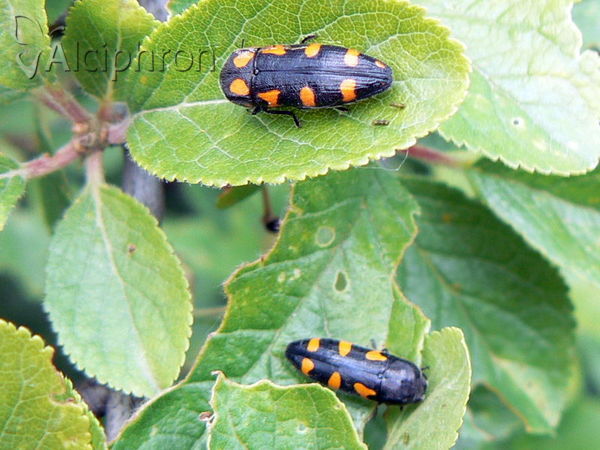 Ptosima undecimmaculata