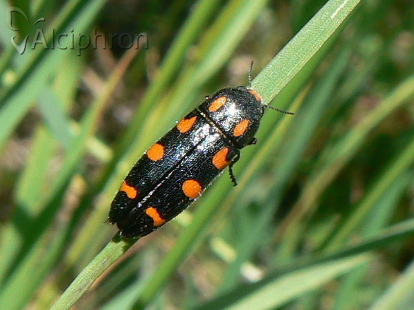 Ptosima undecimmaculata
