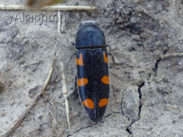 Ptosima undecimmaculata