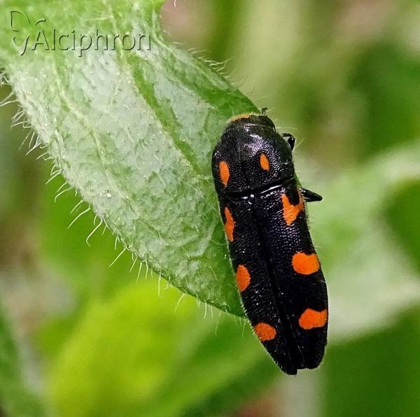 Ptosima undecimmaculata