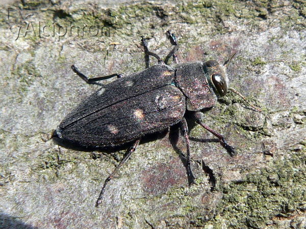 Chrysobothris affinis