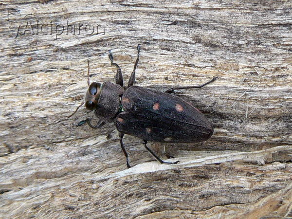 Chrysobothris affinis