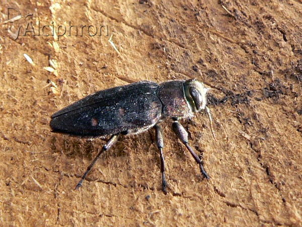 Chrysobothris affinis