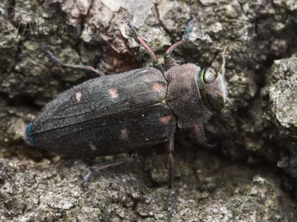 Chrysobothris affinis