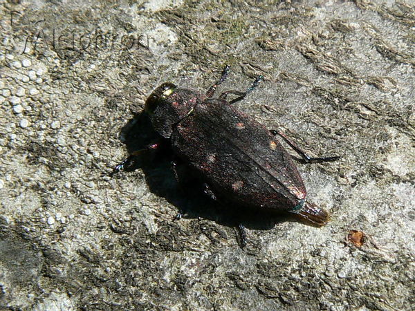 Chrysobothris affinis