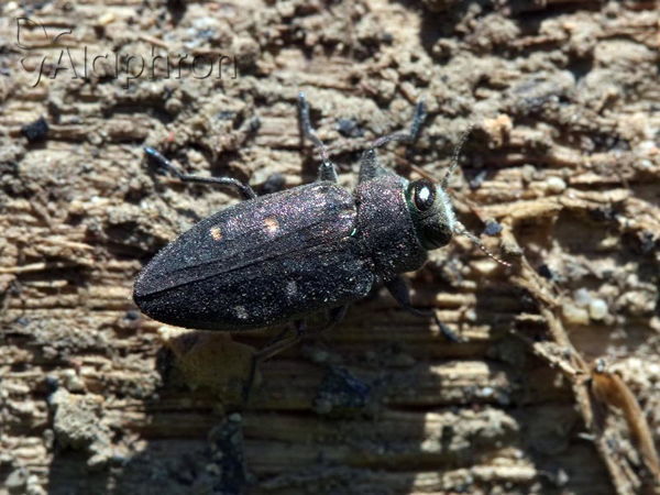 Chrysobothris affinis