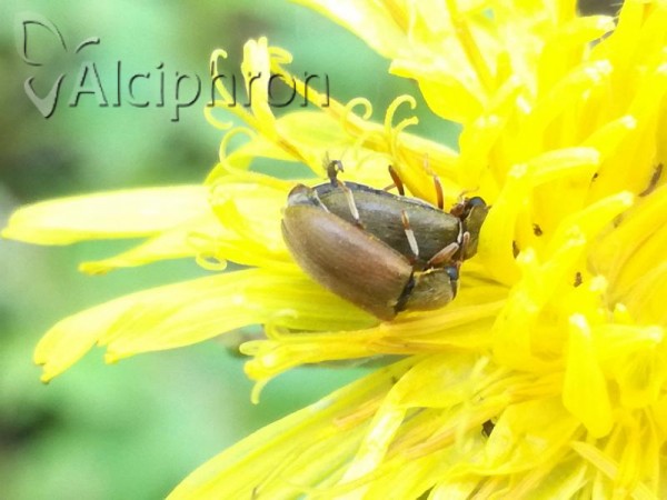 Byturus tomentosus