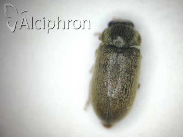 Byturus tomentosus