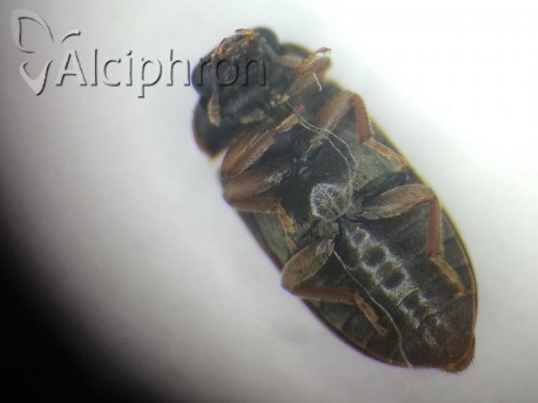 Byturus tomentosus