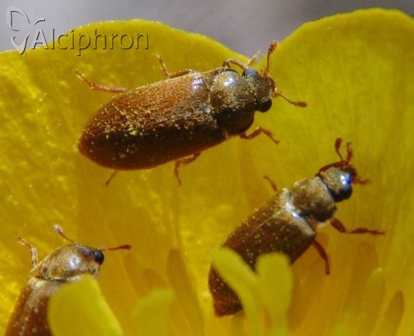 Byturus ochraceus