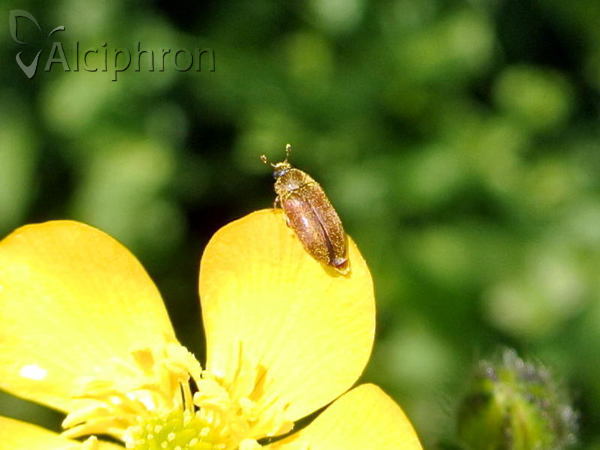 Byturus ochraceus