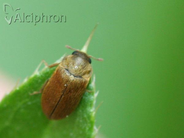 Byturus ochraceus