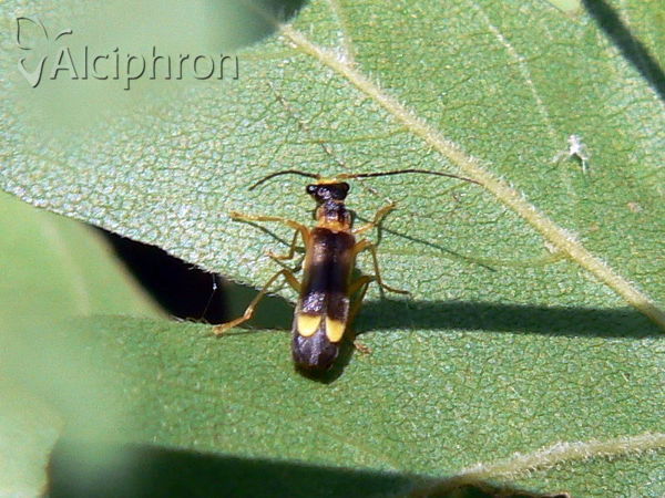 Malthinus flaveolus