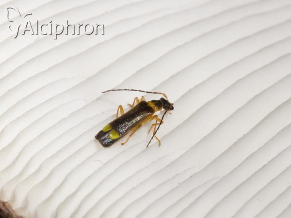 Malthinus flaveolus