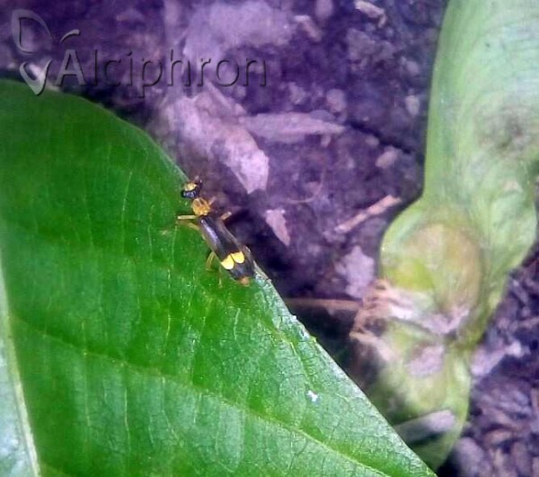 Malthinus flaveolus