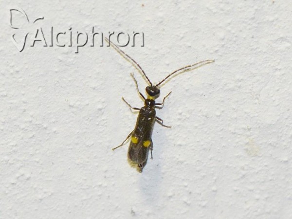Malthodes marginatus