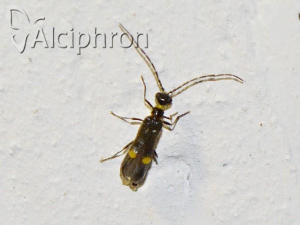 Malthodes marginatus