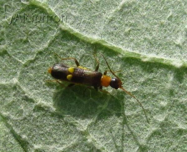 Malthodes minimus