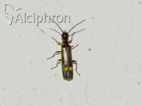 Malthodes minimus