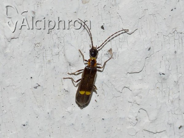 Malthodes minimus