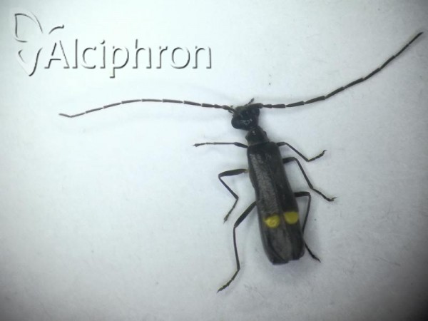 Malthodes mysticus