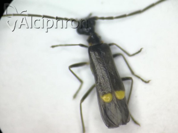 Malthodes mysticus