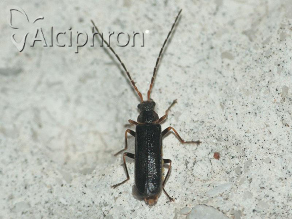 Macrocerus sinuatocollis