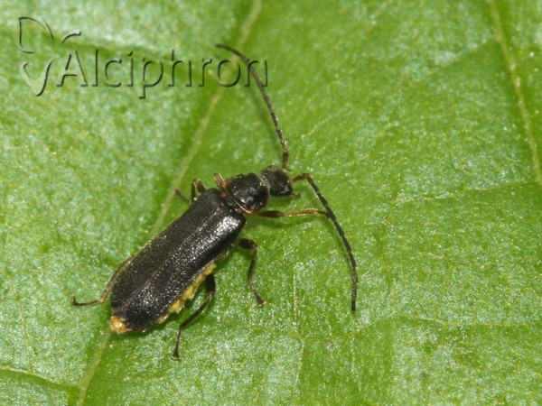 Macrocerus sinuatocollis