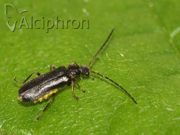 Macrocerus sinuatocollis