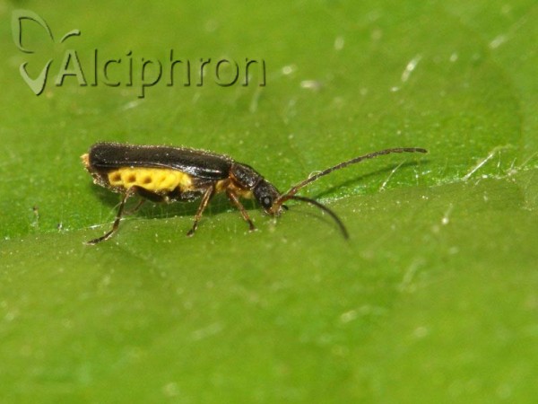Macrocerus sinuatocollis