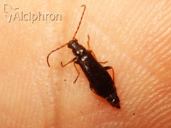 Rhagonycha elongata
