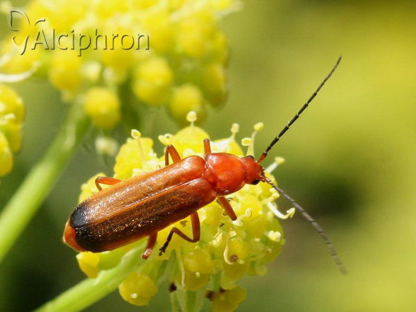 Rhagonycha fulva